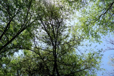 Gökyüzüne aşağıdan görünümünde ağaçlarının dalları