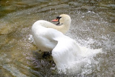 Beyaz Kuğu suya temizlenir