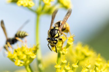 WASP sarı bir çiçek üzerinde Kapat