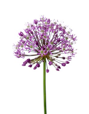 Sarımsak çiçek beyaz arka plan üzerinde dekoratif