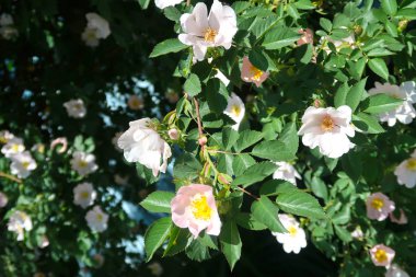 Dogrose bahar peyzaj çiçek