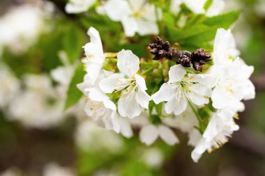 Beyaz çiçekler elma ağacı bahar