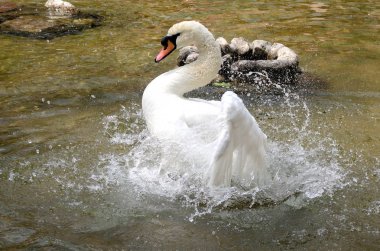 Beyaz Kuğu suya temizlenir