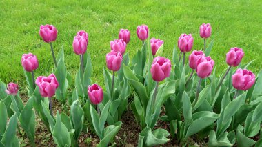 Mor laleler, yeşil çim