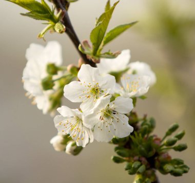 Beyaz çiçekler Apple, yakın çekim