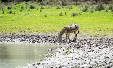 At sürüsü nehrin yanında bir sulama yerde bahar