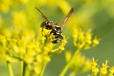 WASP sarı bir çiçek üzerinde Kapat