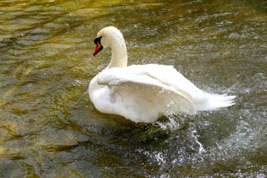 Gölette beyaz kuğu