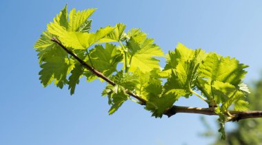 Üzüm lahanası gökyüzü bahar karşı