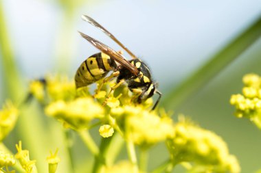 WASP sarı bir çiçek üzerinde Kapat