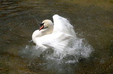 Beyaz Kuğu suya temizlenir