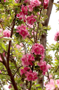 Pembe çiçekler elma, bahar