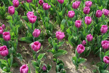 Parlak laleler, bahar manzara