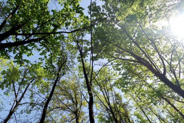 Gökyüzüne aşağıdan görünümünde ağaçlarının dalları
