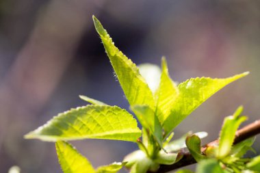 Yeşil filiz yaprakları bud ağaç, bahar