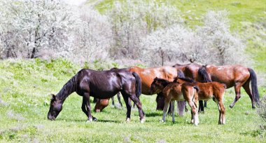 Bir bahar çayır ata