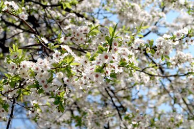 Meyve ağaçları, beyaz çiçek çiçeklenme
