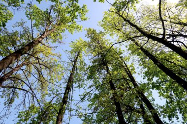 Gökyüzüne aşağıdan görünümünde ağaçlarının dalları