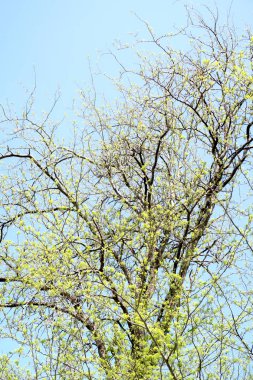 Ağaç bahar dalları aşağıdan gökyüzüne görüntüle
