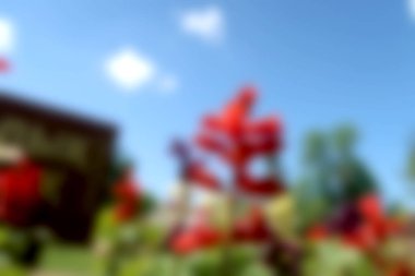 Bulanık arka plan kırmızı çiçekler