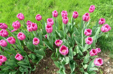 Mor laleler, yeşil çim