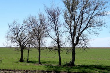 Yeşil çayır çimen ekilebilir, bahar