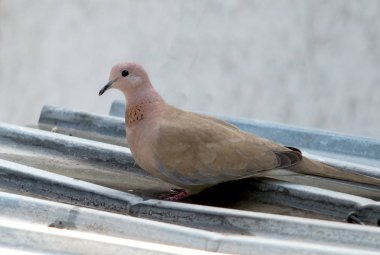 Asian wild dove close-up