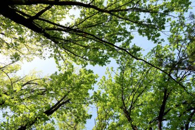 Gökyüzüne aşağıdan görünümünde ağaçlarının dalları
