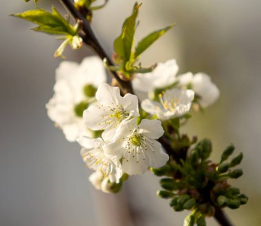 Beyaz çiçekler Apple, yakın çekim