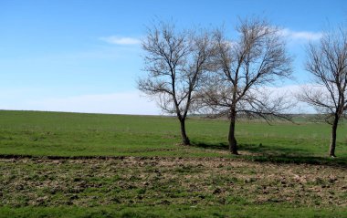 Yeşil çayır çimen ekilebilir, bahar