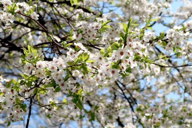 Meyve ağaçları, beyaz çiçek çiçeklenme