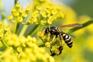 WASP sarı bir çiçek üzerinde Kapat