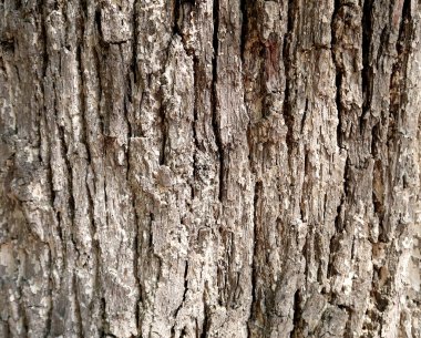 Bir ağaç doku gri Barka