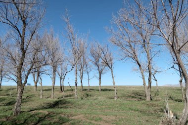 Gökyüzüne karşı yaprakları olmadan bahar, ağaçlar