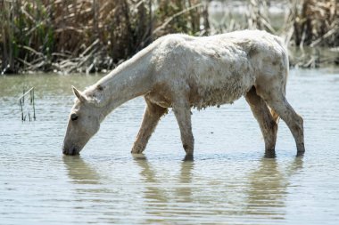 At sürüsü nehrin yanında bir sulama yerde bahar