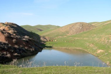 yeşil bozkır tepelerinin doğal görünümü