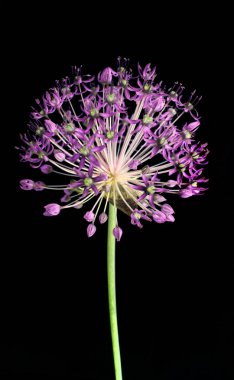 Sarımsak çiçek üzerinde siyah bir arka plan dekoratif