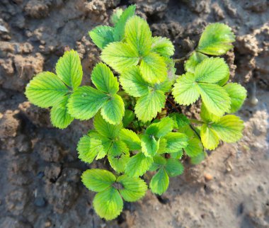 Çilek bahçedeki yaprakları
