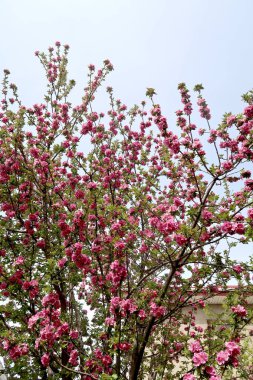 Pembe çiçekler elma, bahar