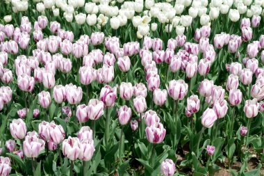 Bahar manzara, Çiçek Lale