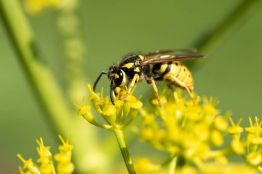 WASP sarı bir çiçek üzerinde Kapat