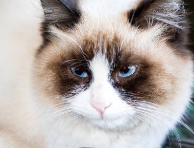 Kedi yakın çekim, portre