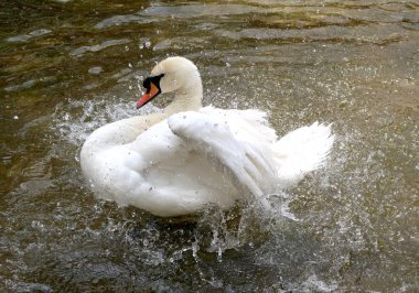Beyaz Kuğu suya temizlenir