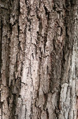 Bir ağaç doku gri Barka