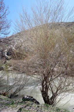 Nehir dağlarda, erken bahar