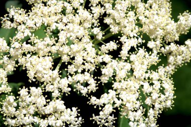 Bir çok küçük beyaz çiçekler