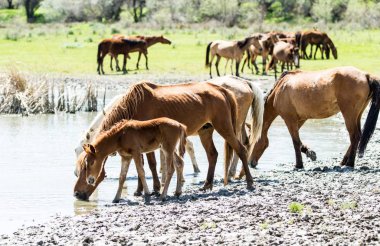 At sürüsü nehrin yanında bir sulama yerde bahar