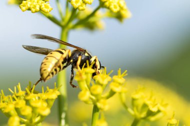 WASP sarı bir çiçek üzerinde Kapat