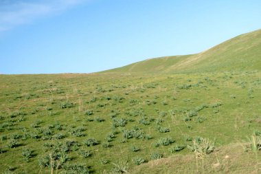 Yeşil bozkır hills, doğal arka plan.