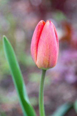 İlkbaharda taze Lale çiçek